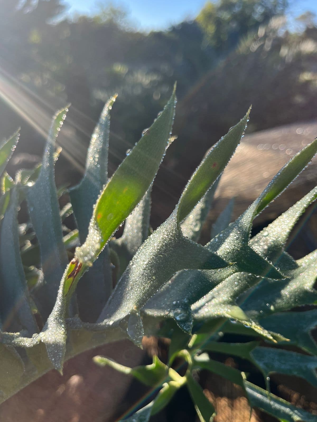 Blue Cycads: South Africa's Most Striking Specimens