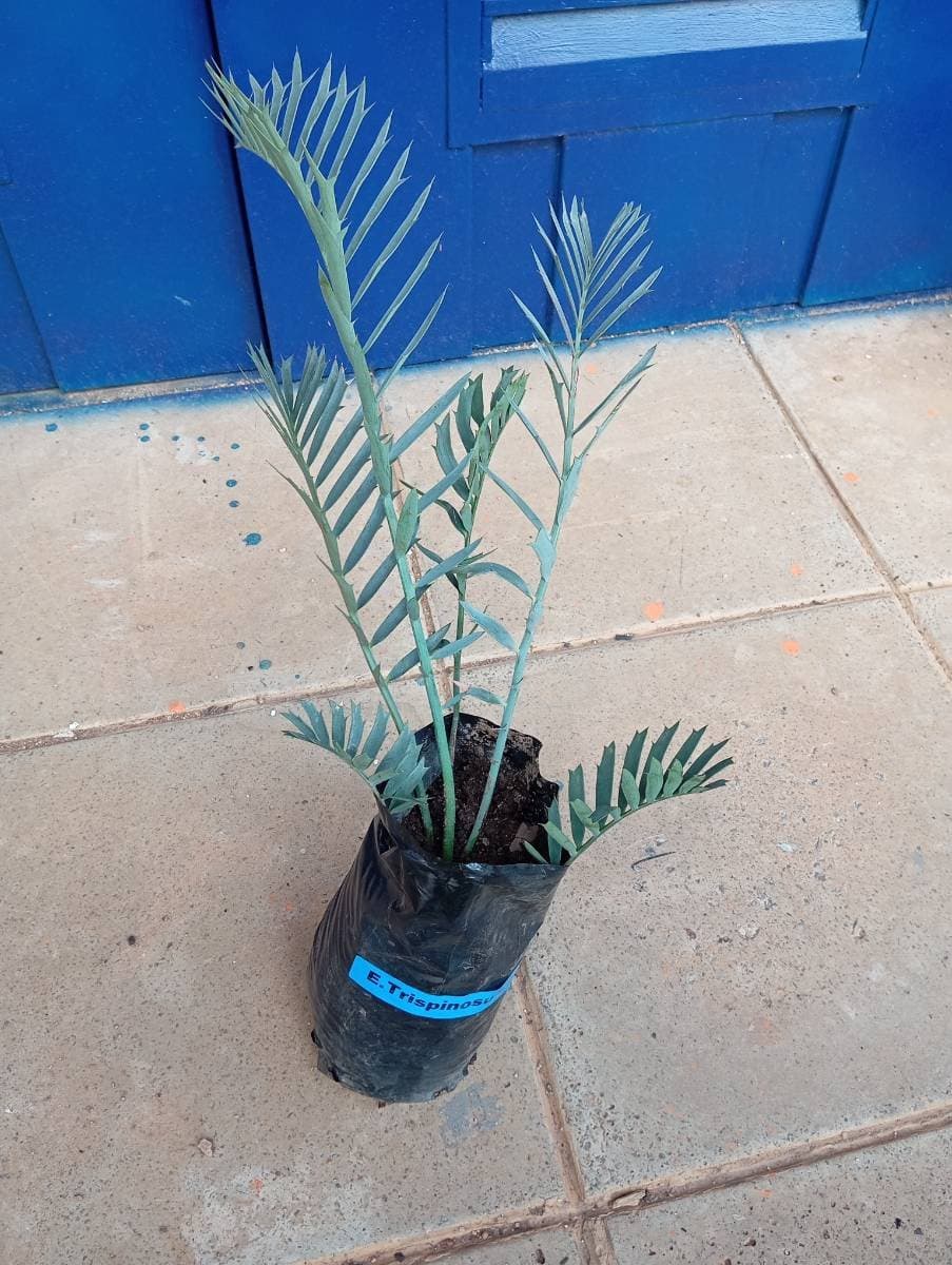 Encephalartos trispinosus