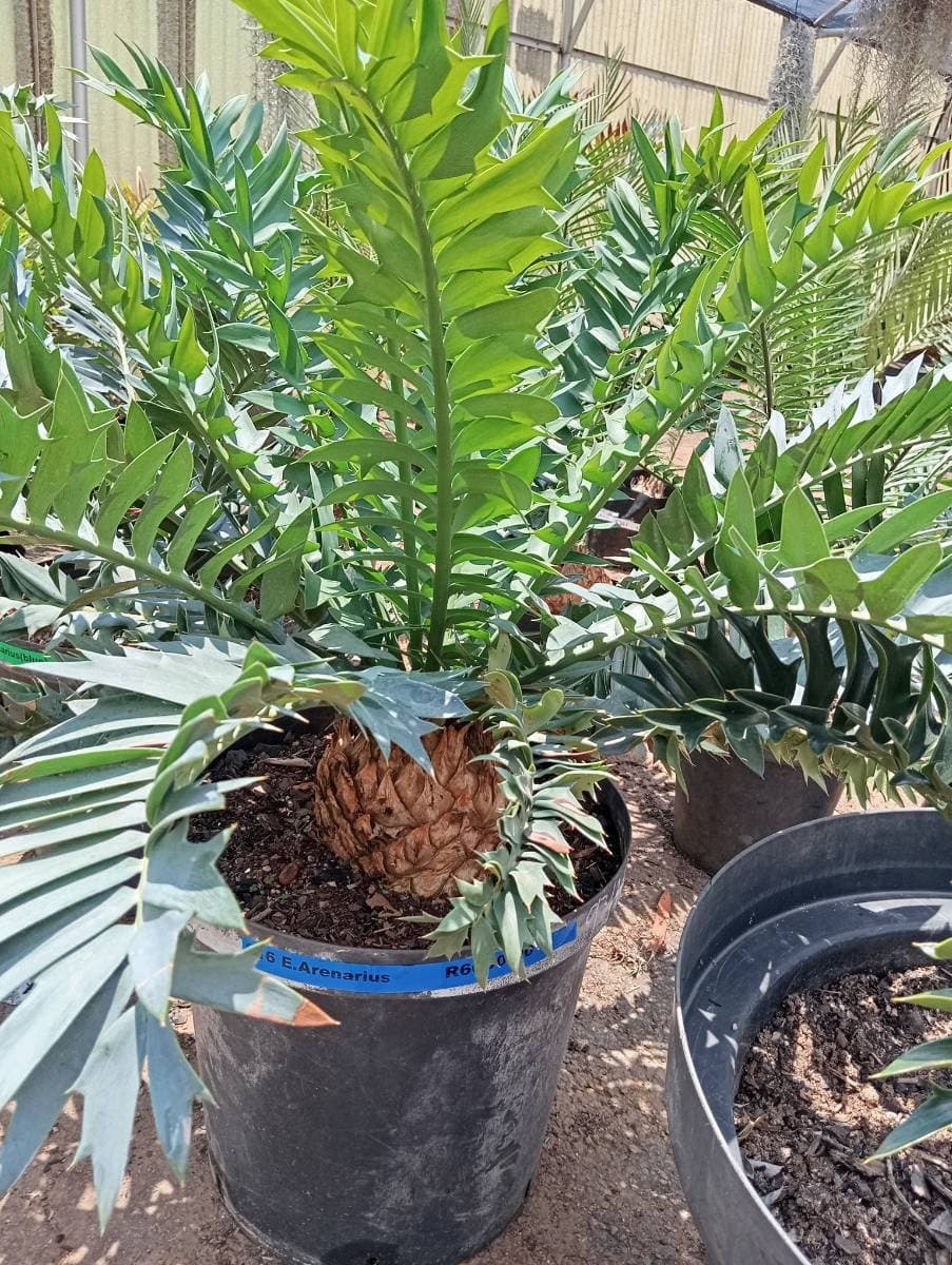 Encephalartos arenarius