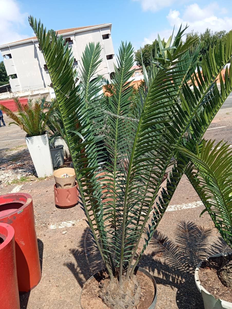 Encephalartos natalensis