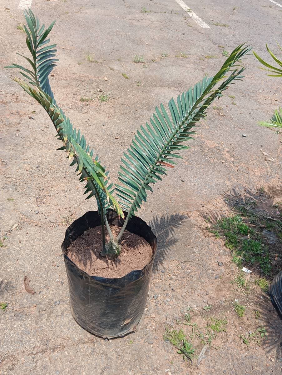 Encephalartos umbeluziensis