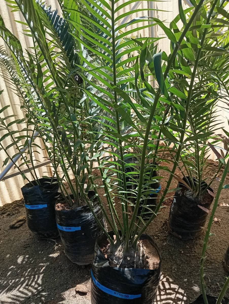 Encephalartos altensteinii
