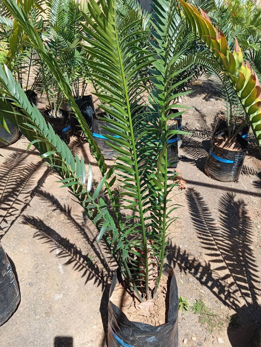 Encephalartos msinganus