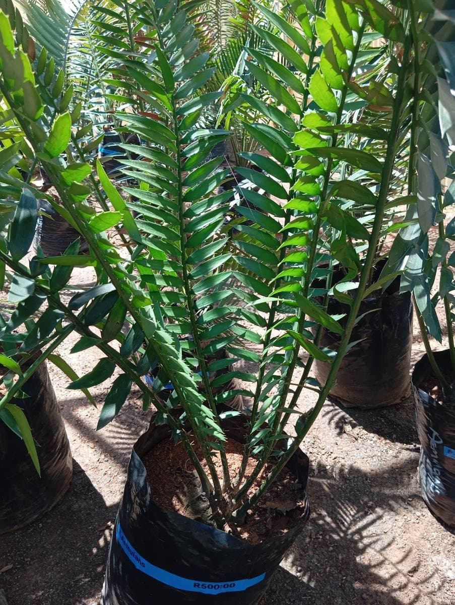 Encephalartos aemulans