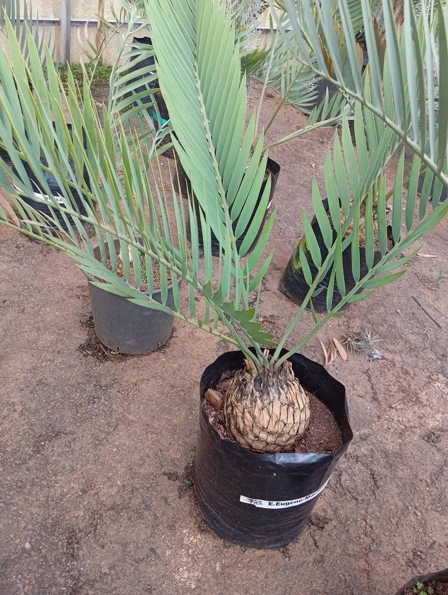 Encephalartos eugene-maraisii