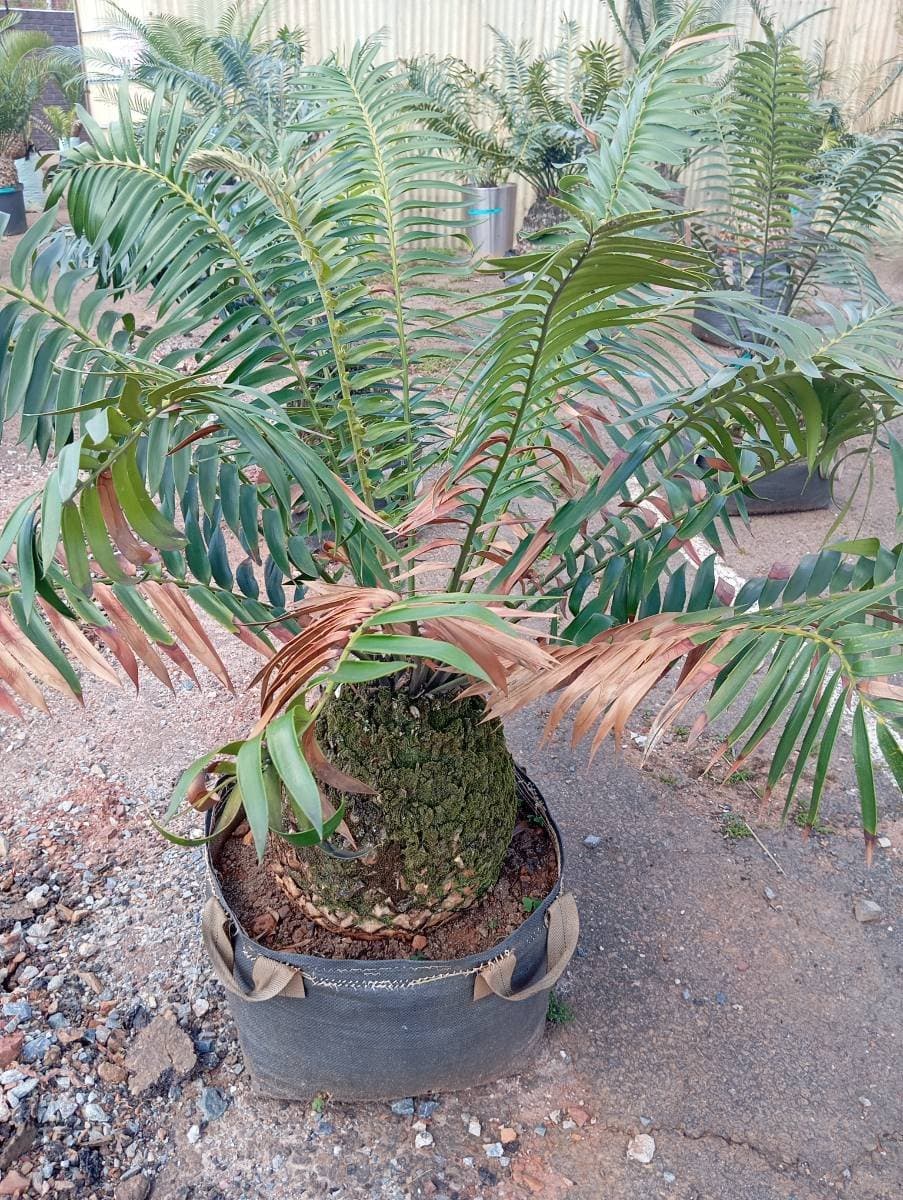 Encephalartos transvenosus