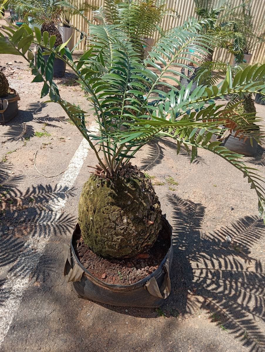 Encephalartos transvenosus