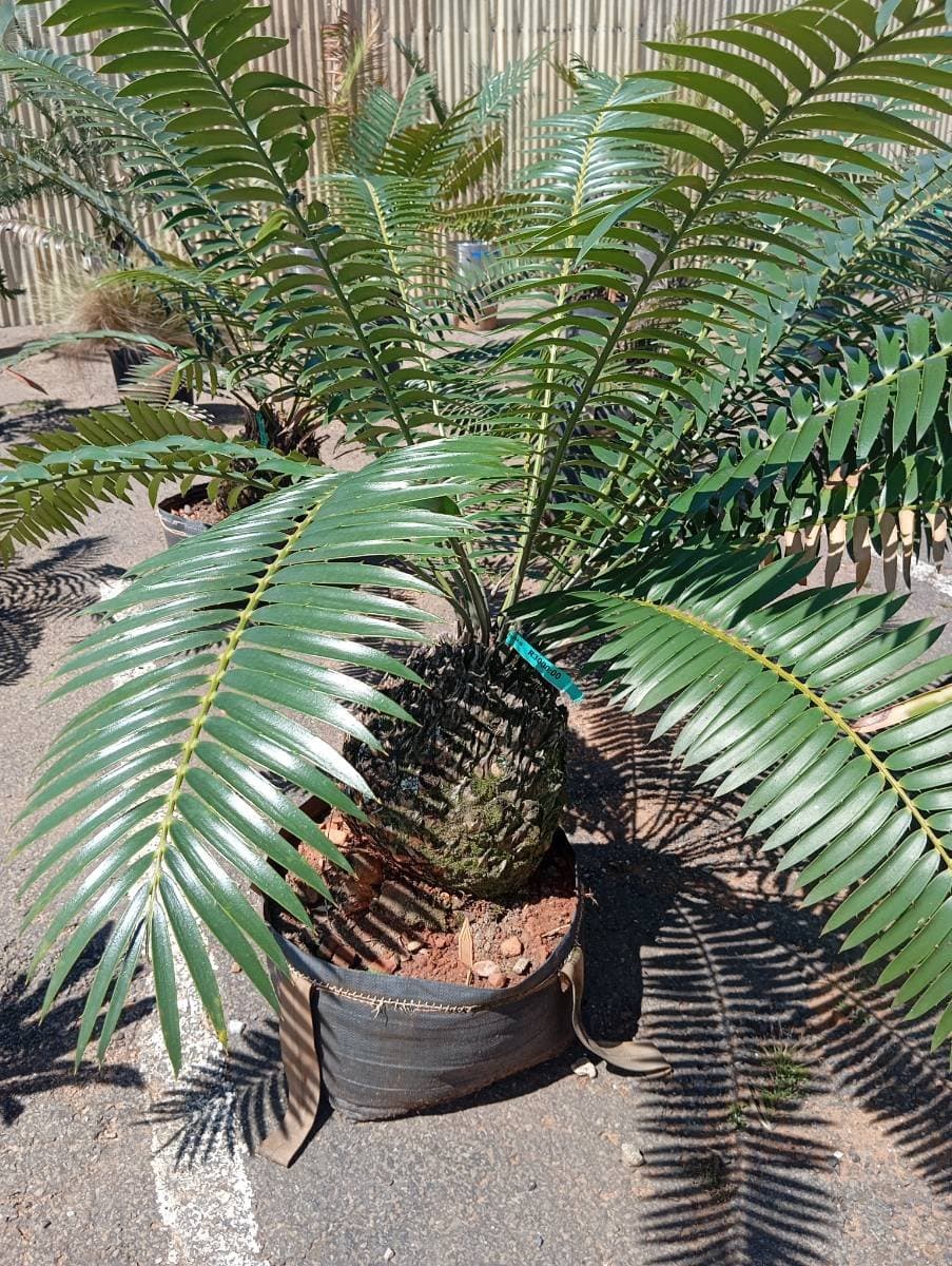 Encephalartos transvenosus