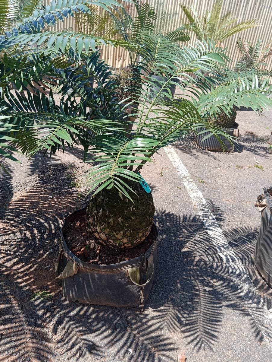 Encephalartos transvenosus