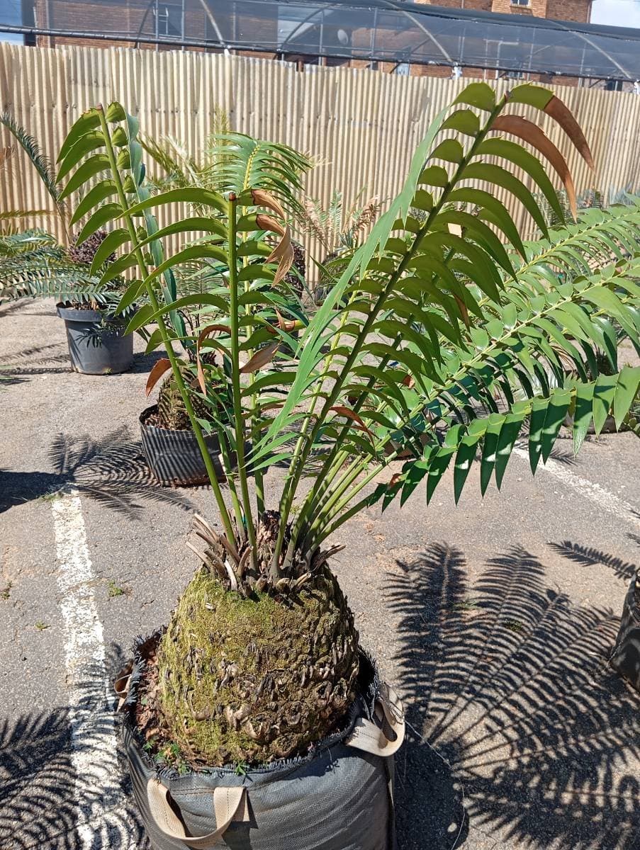 Encephalartos transvenosus