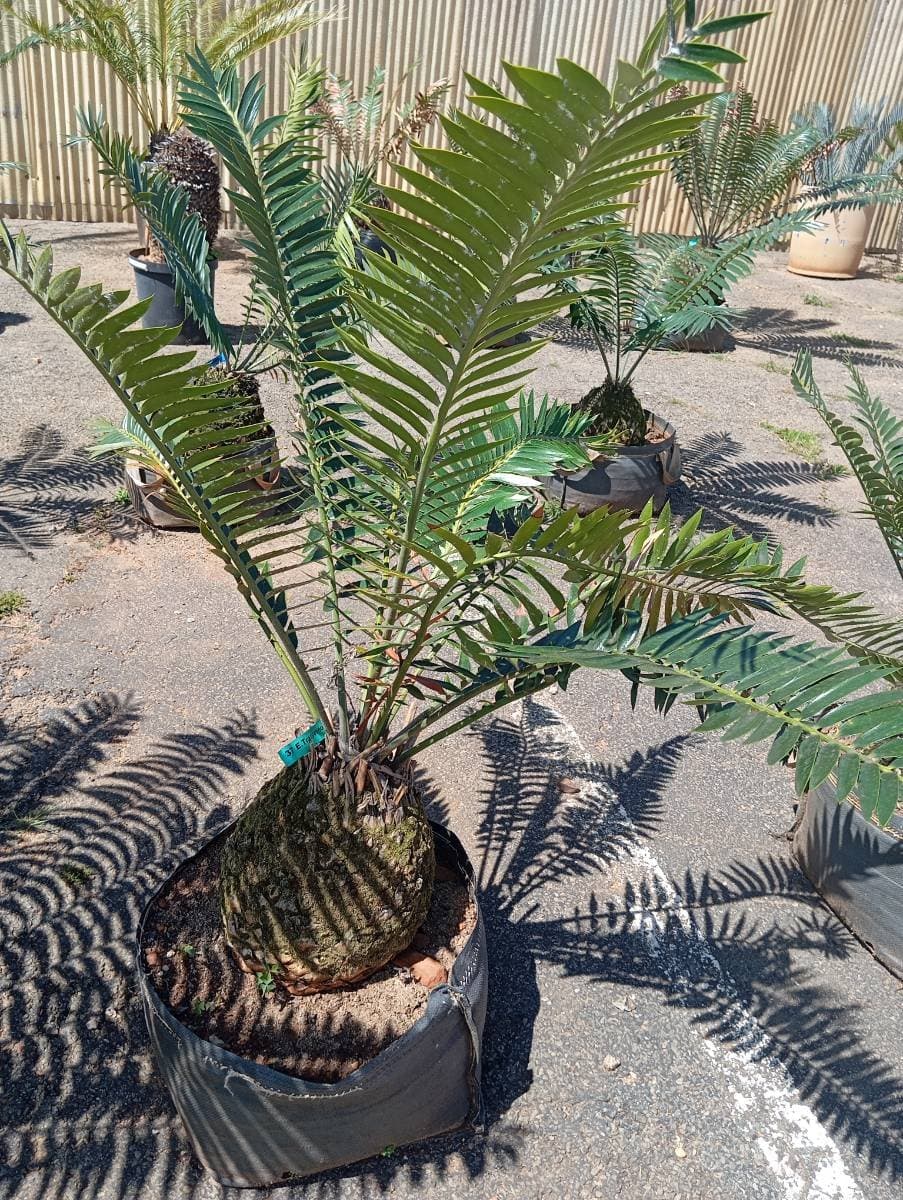 Encephalartos transvenosus