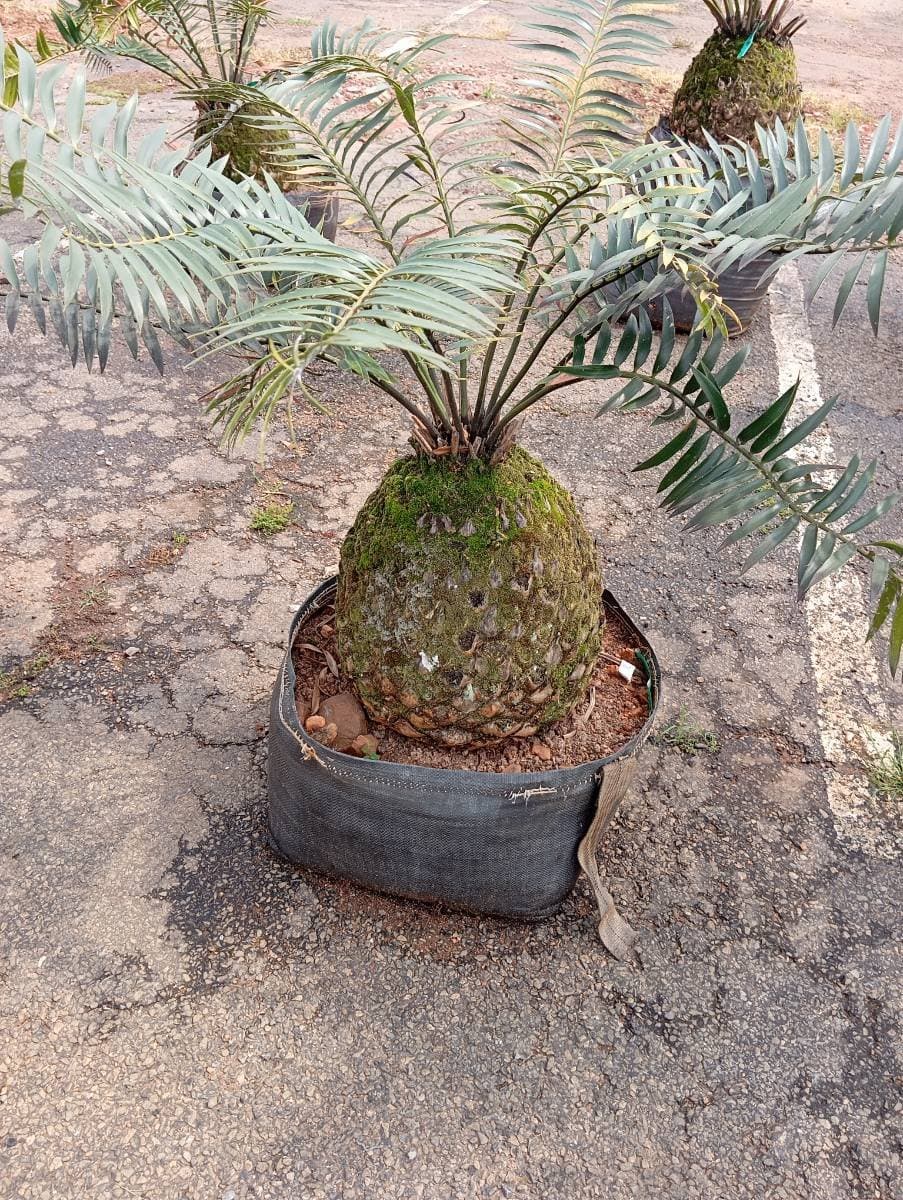Encephalartos transvenosus