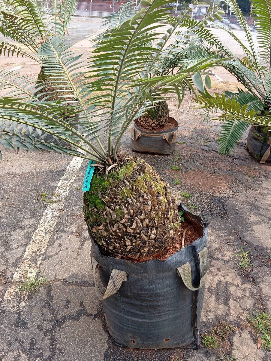 Encephalartos transvenosus