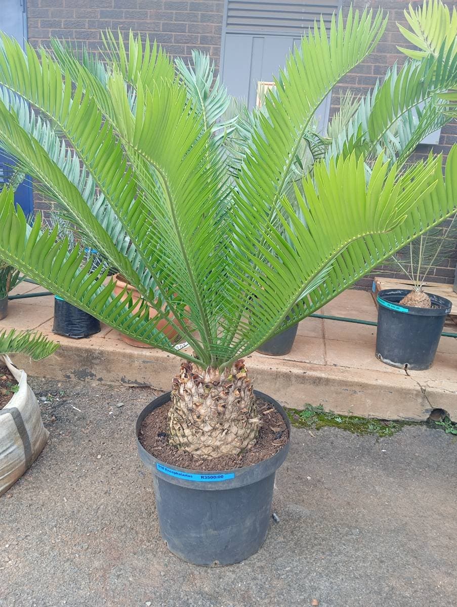 Encephalartos natalensis
