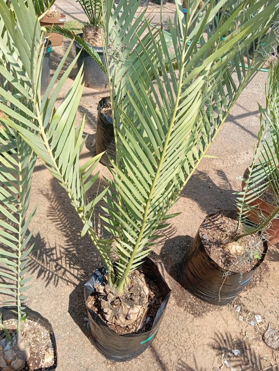 Encephalartos dyerianus