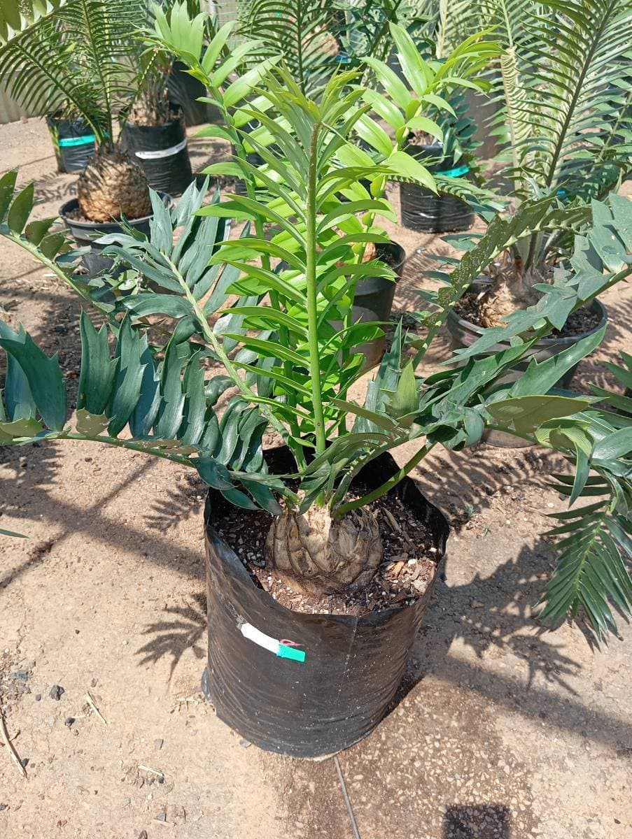 Encephalartos arenarius