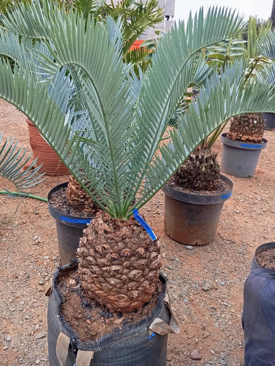 Encephalartos lehmannii