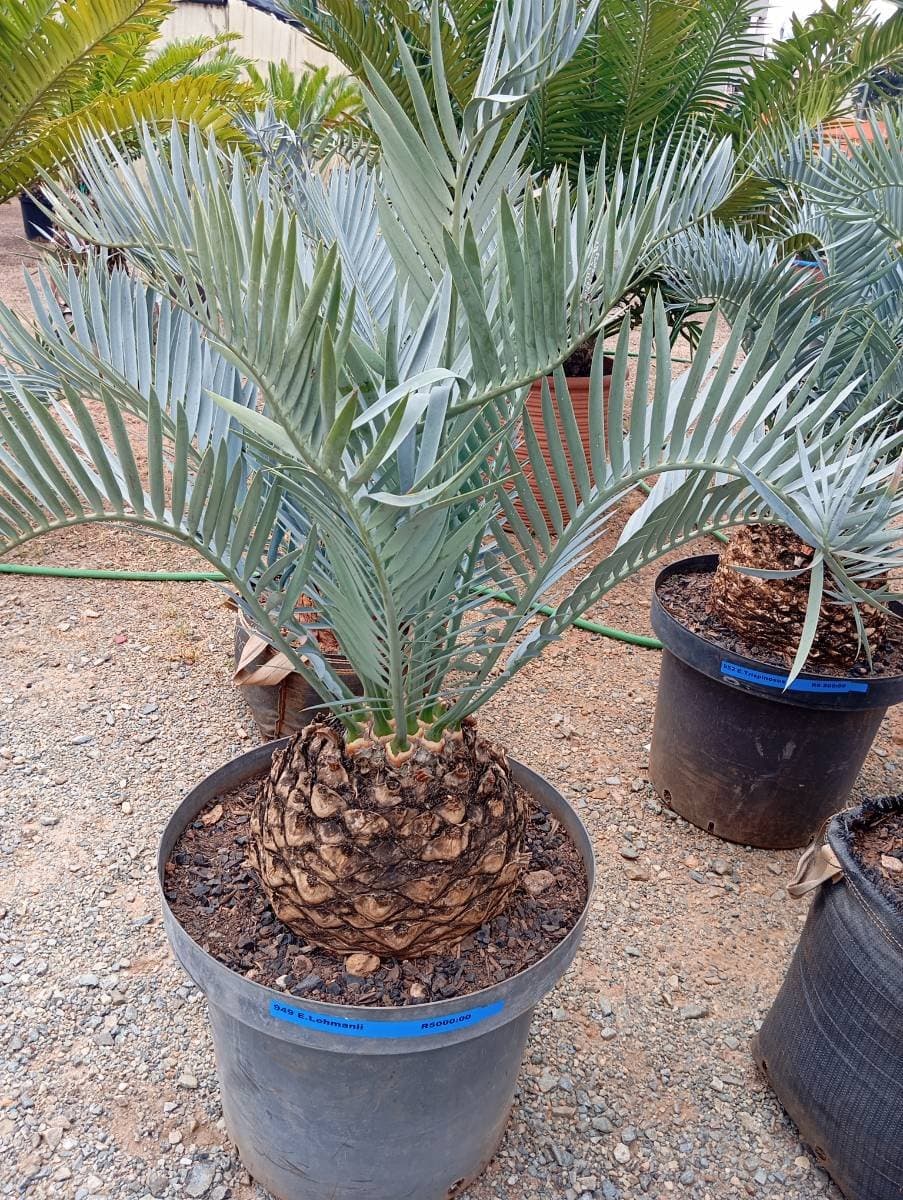 Encephalartos lehmannii