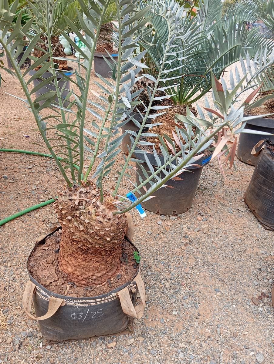 Encephalartos trispinosus