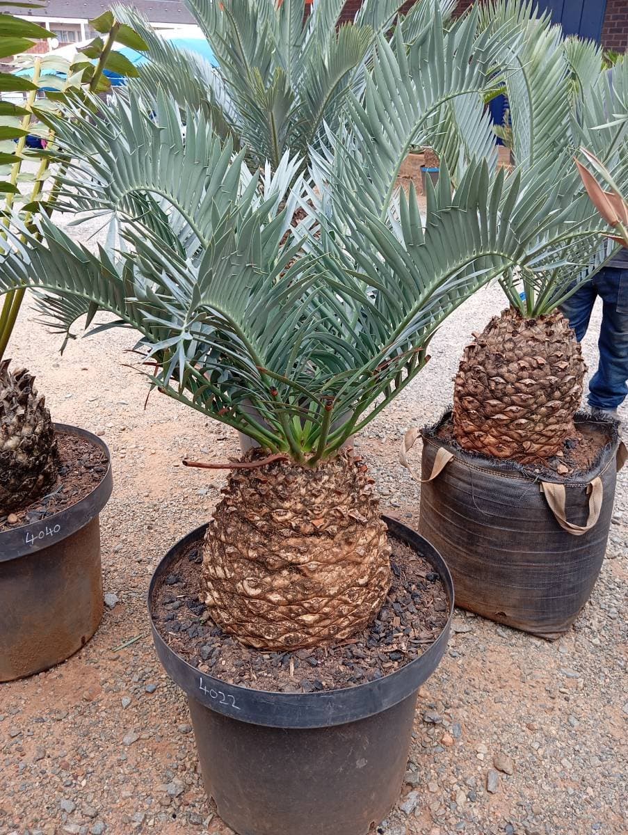 Encephalartos trispinosus