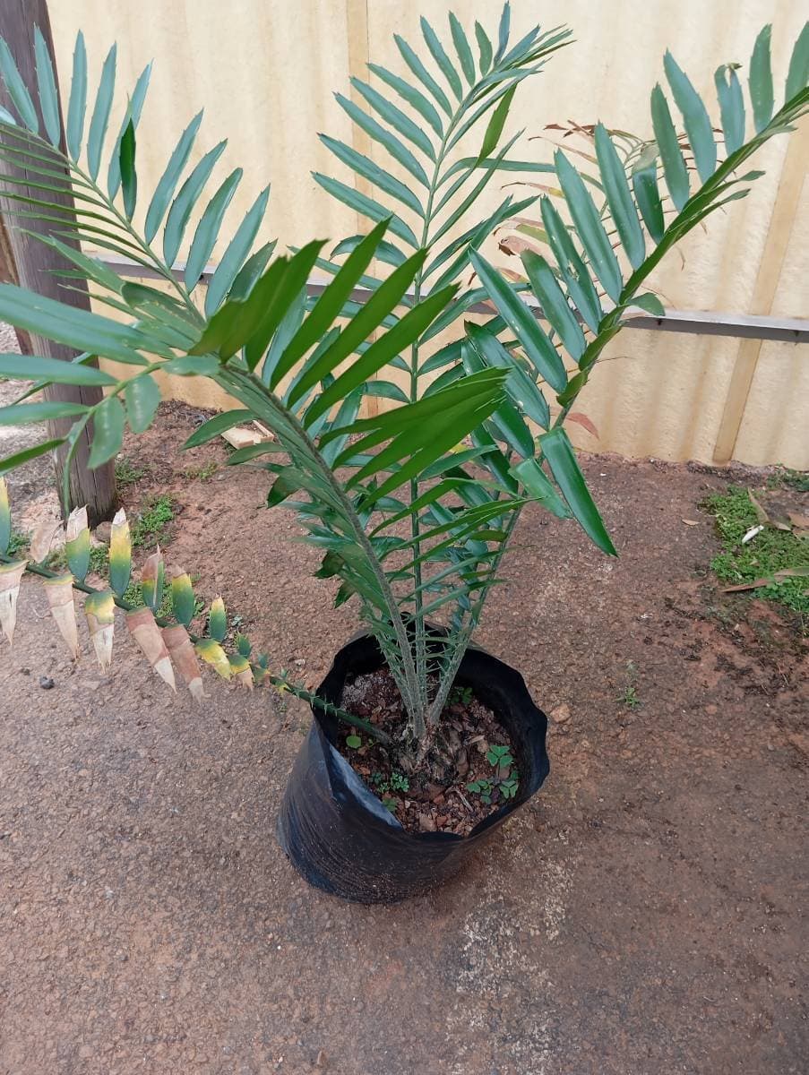 Encephalartos hildebrandtii