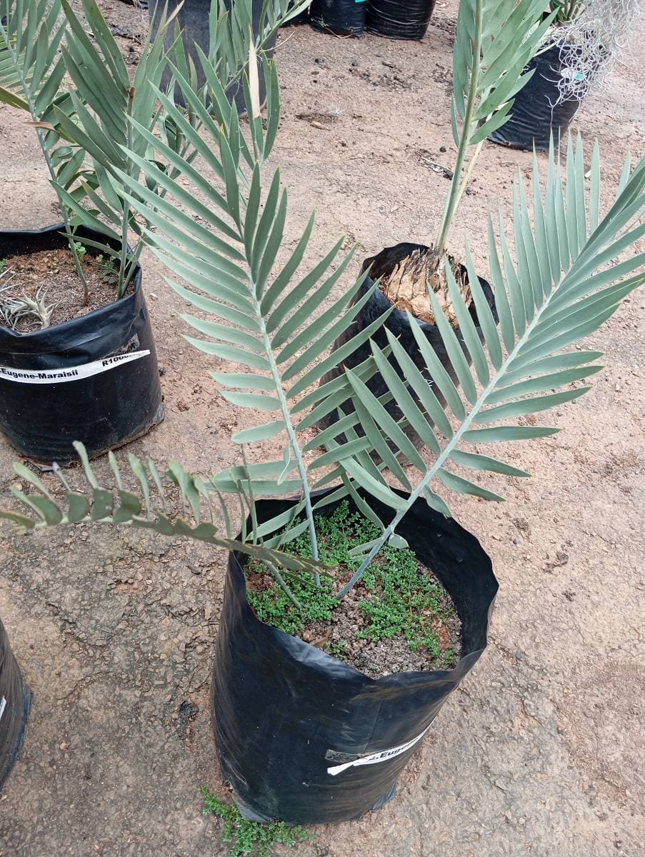 Encephalartos eugene-maraisii