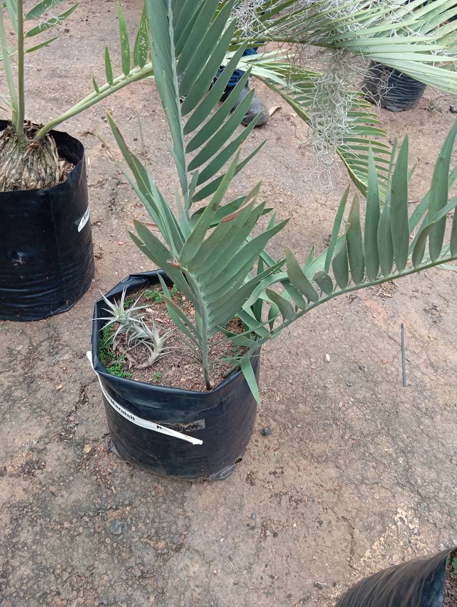 Encephalartos eugene-maraisii