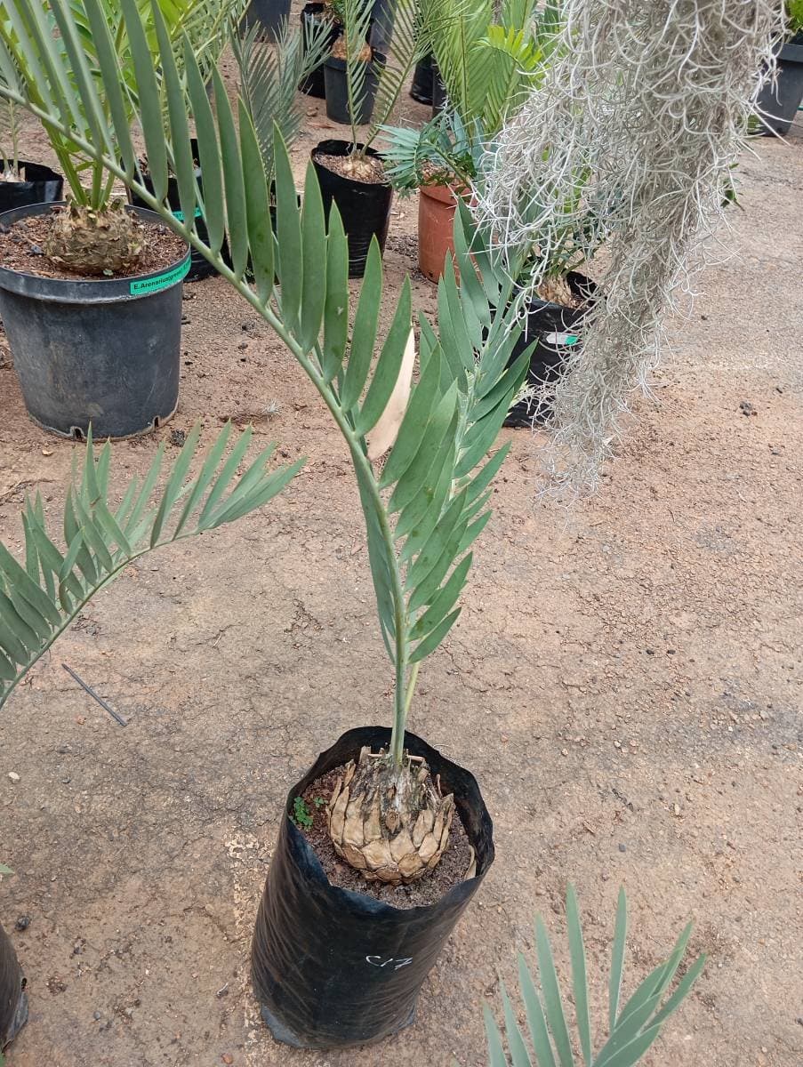 Encephalartos eugene-maraisii