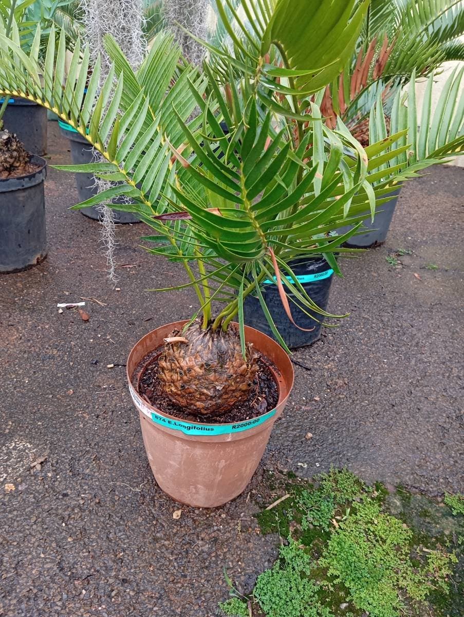 Encephalartos longifolius