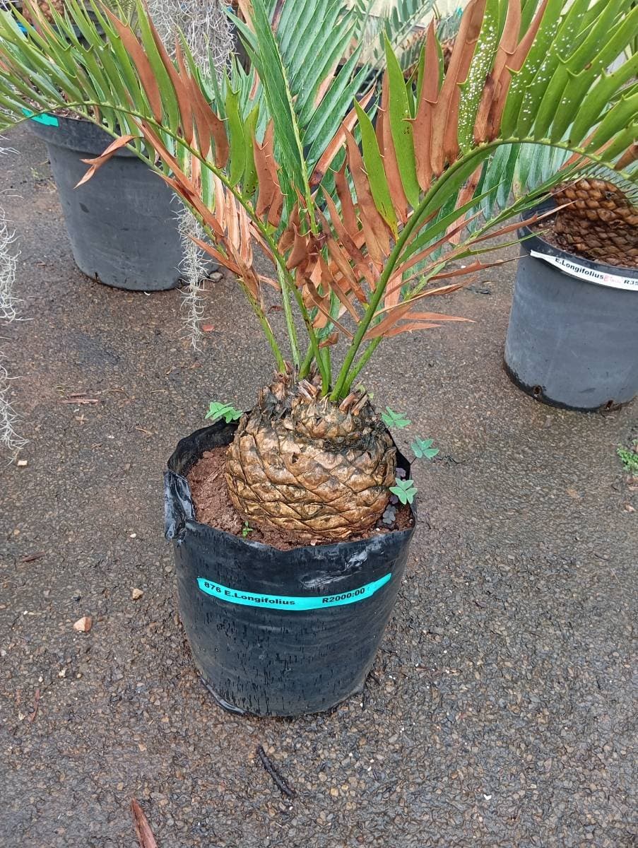 Encephalartos longifolius