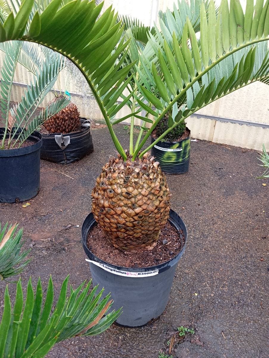 Encephalartos longifolius
