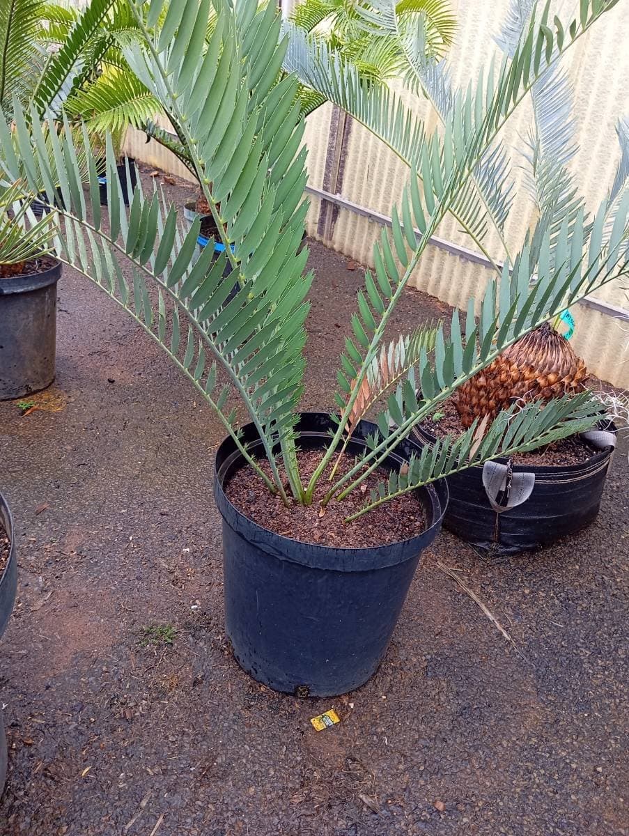Encephalartos nubimontanus