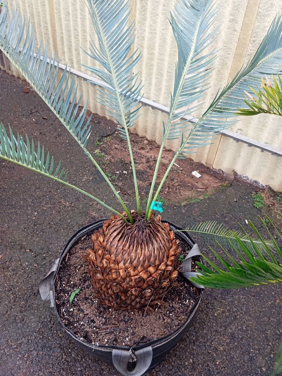 Encephalartos laevifolius