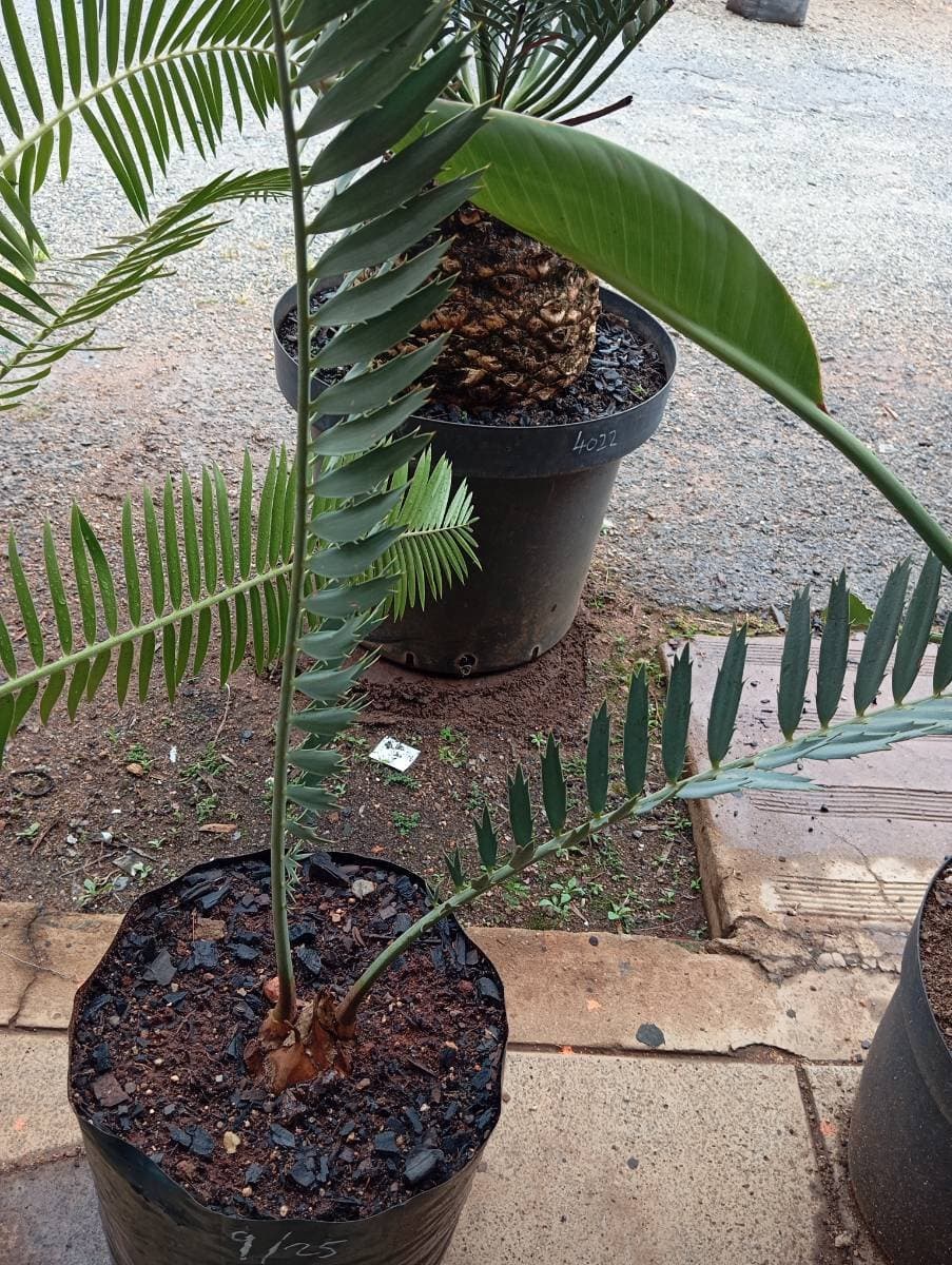 Encephalartos nubimontanus