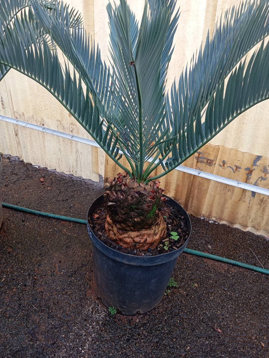 Encephalartos lehmannii