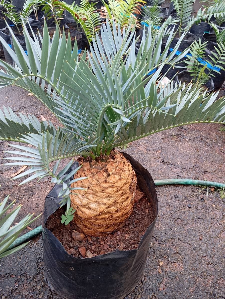 Encephalartos lehmannii
