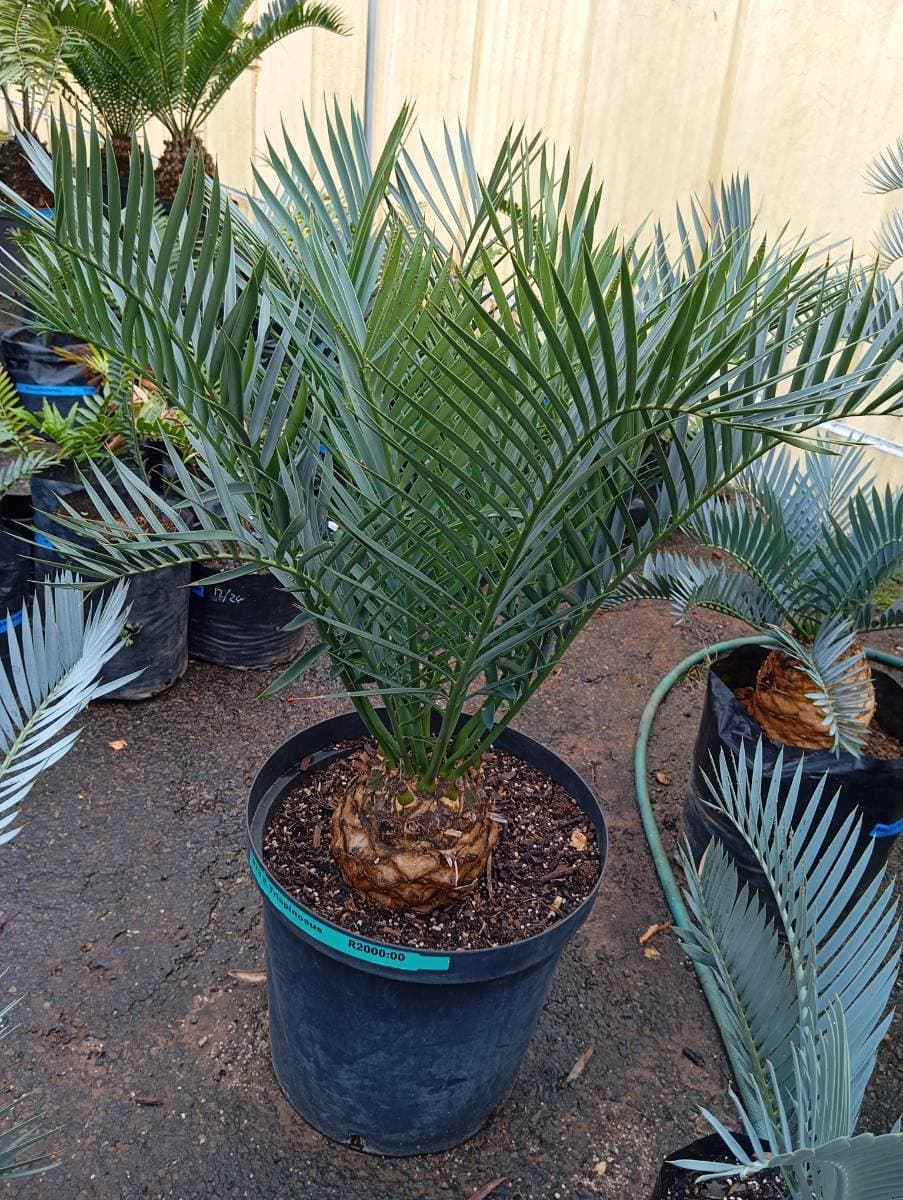 Encephalartos trispinosus