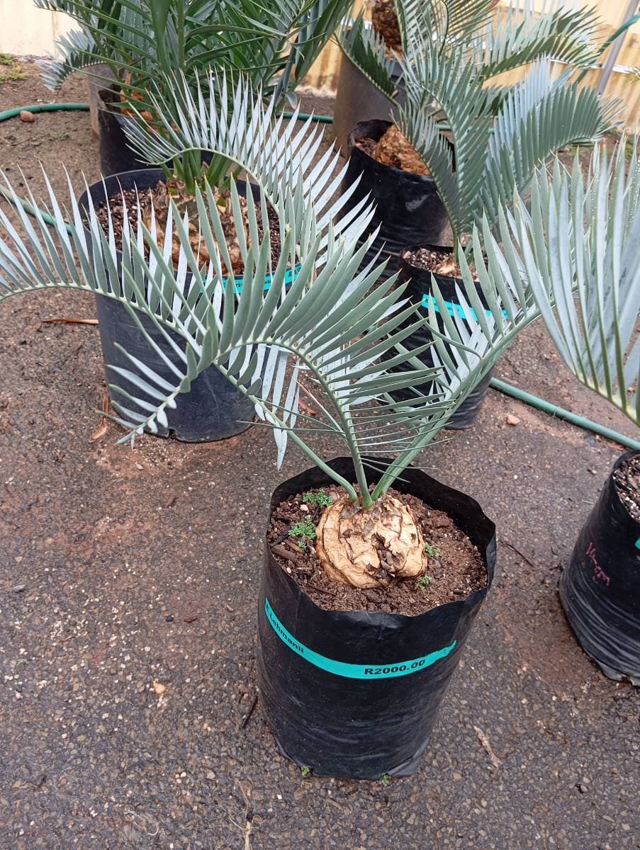Encephalartos lehmannii