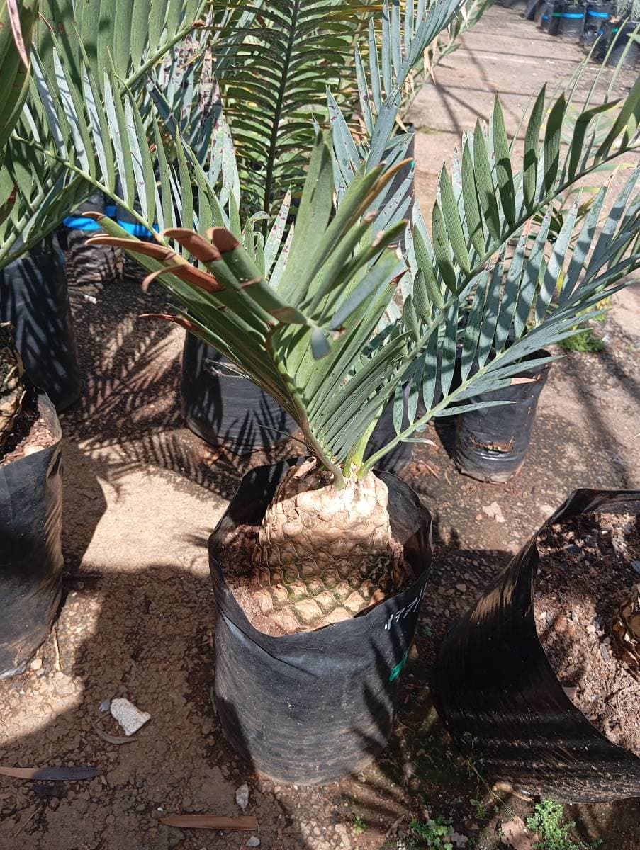 Encephalartos princeps
