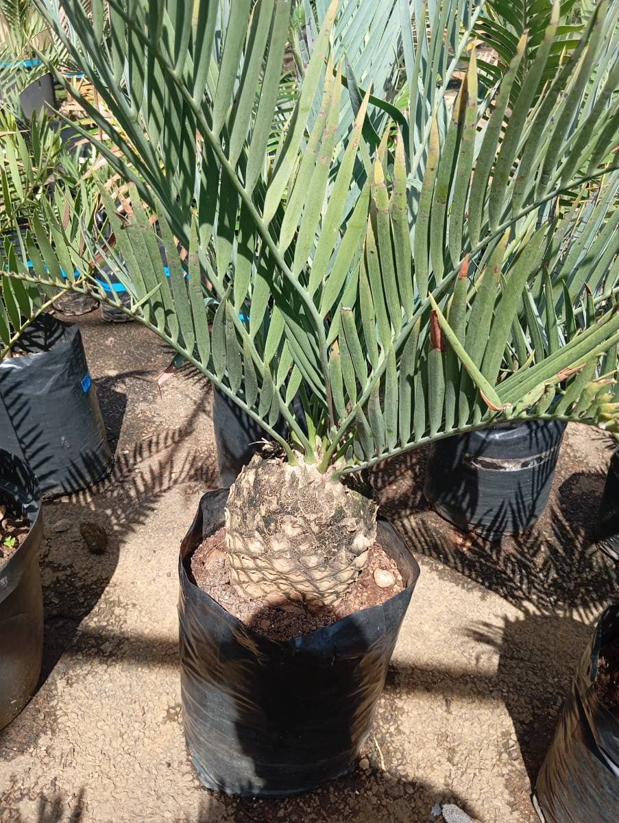 Encephalartos princeps