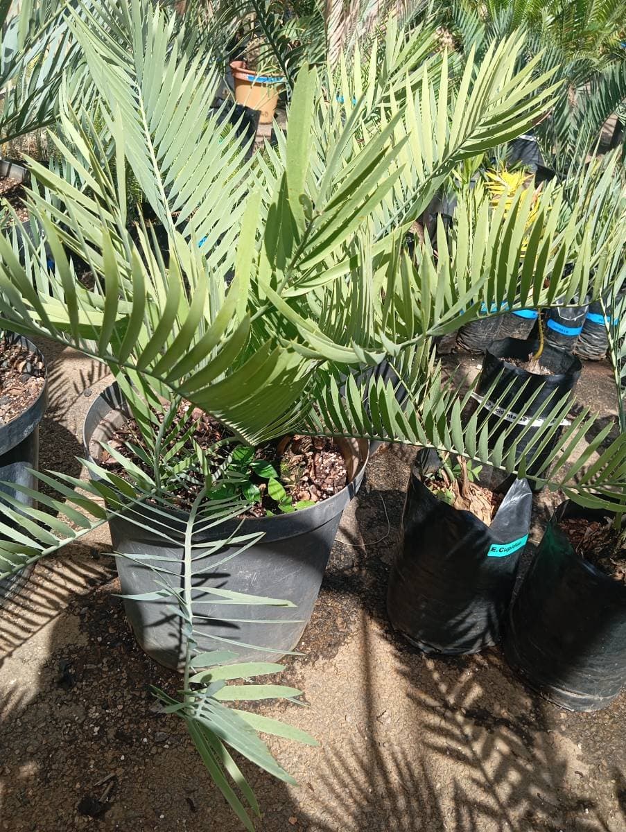 Encephalartos cupidus