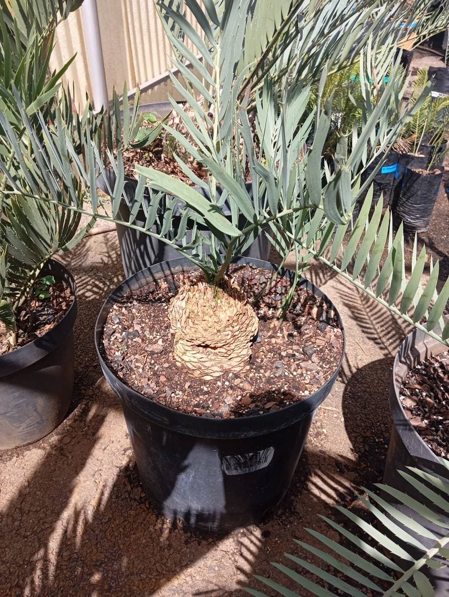 Encephalartos cupidus