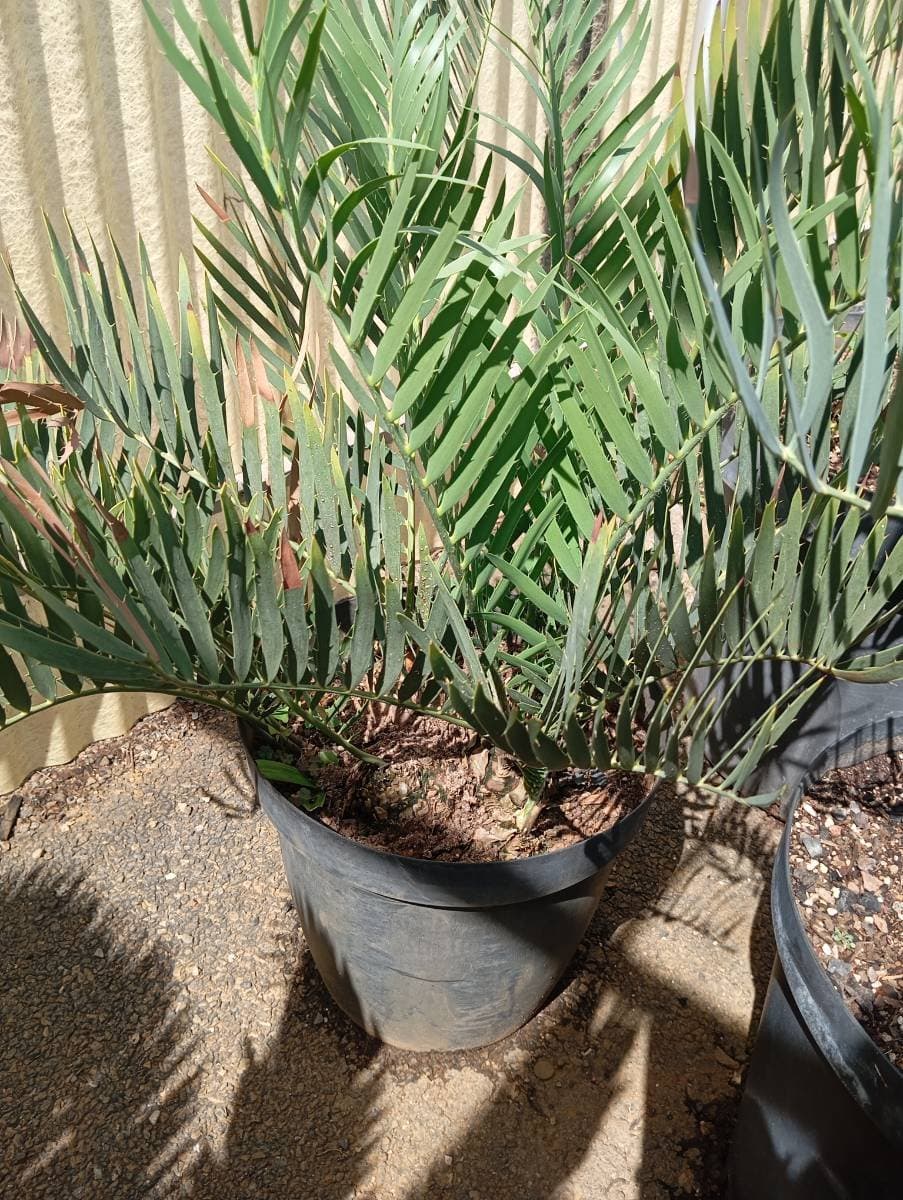 Encephalartos cupidus