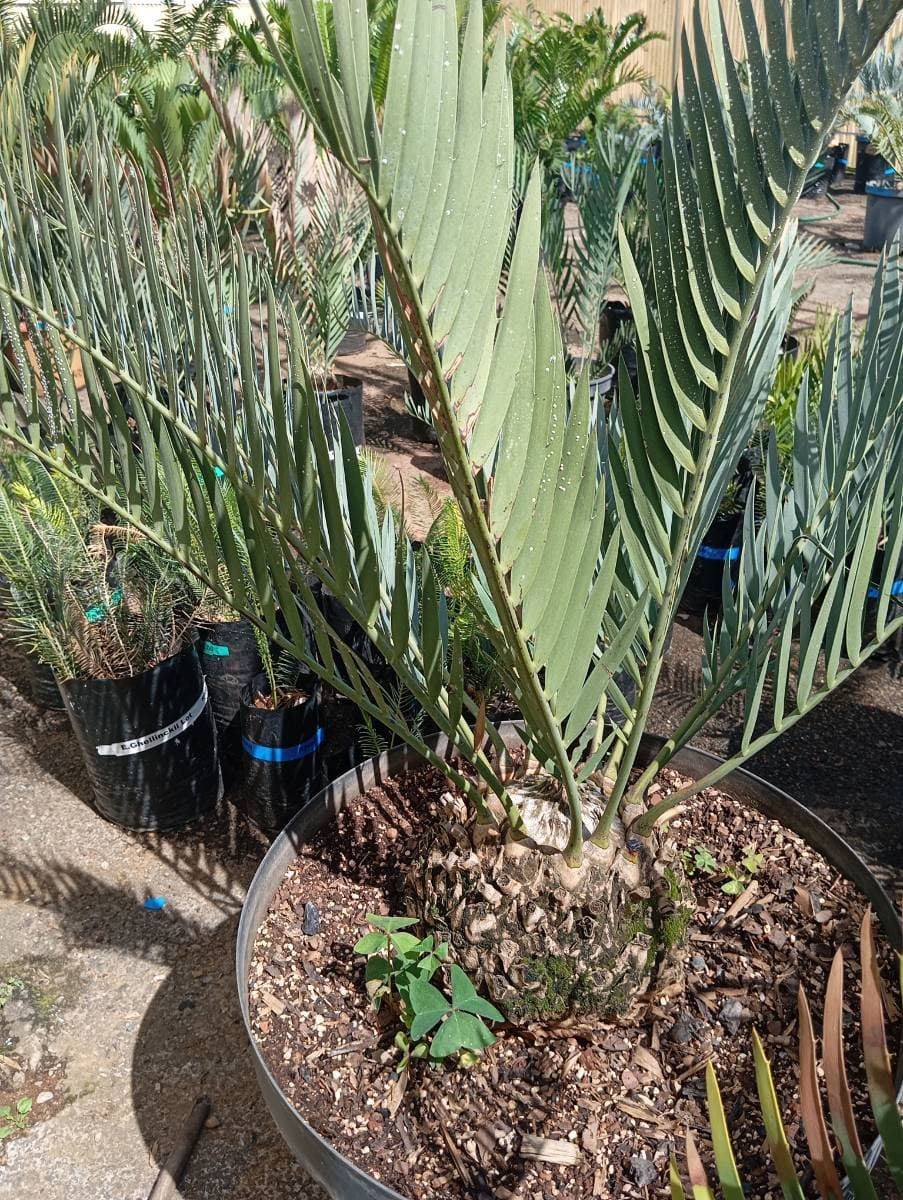 Encephalartos princeps