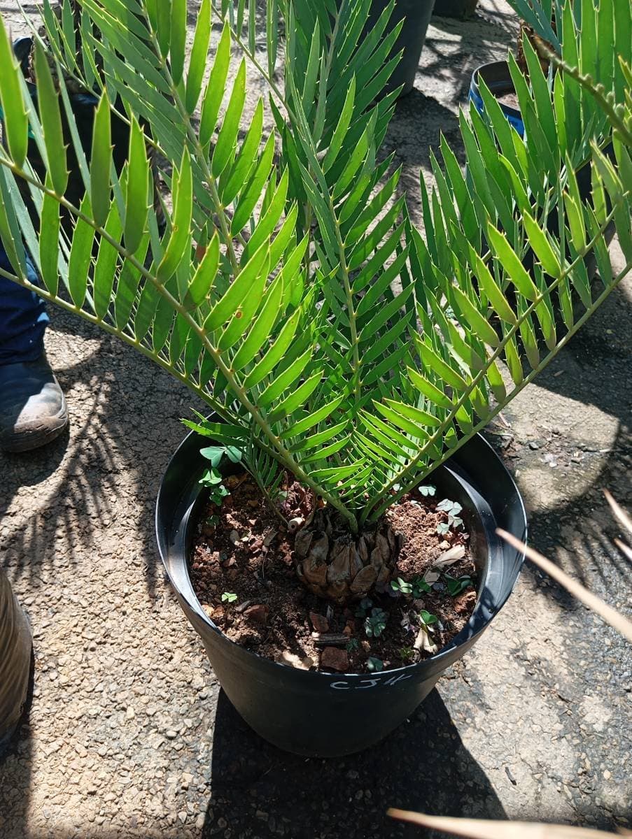 Encephalartos cupidus