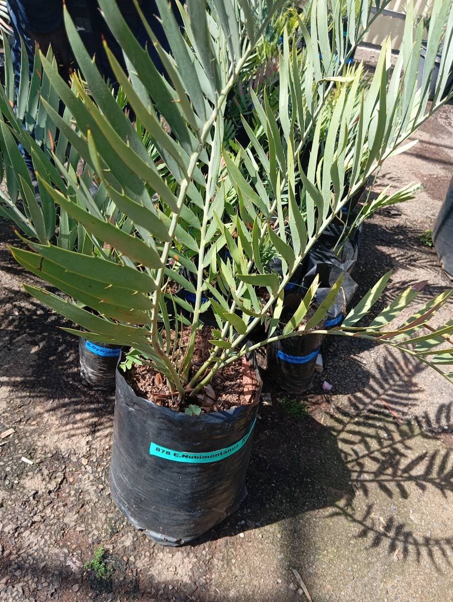 Encephalartos nubimontanus