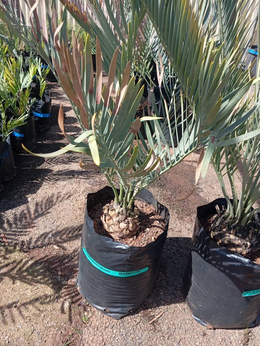 Encephalartos middelburgensis