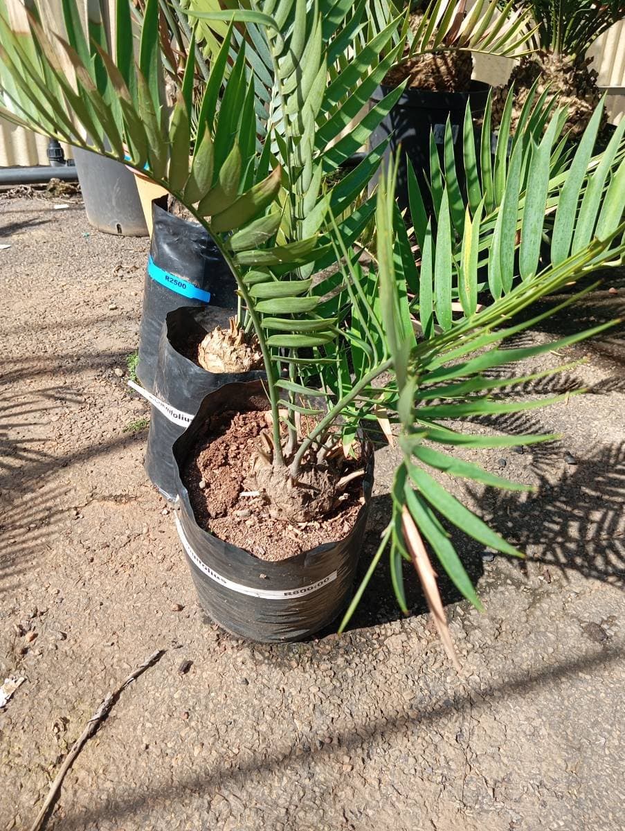 Encephalartos longifolius