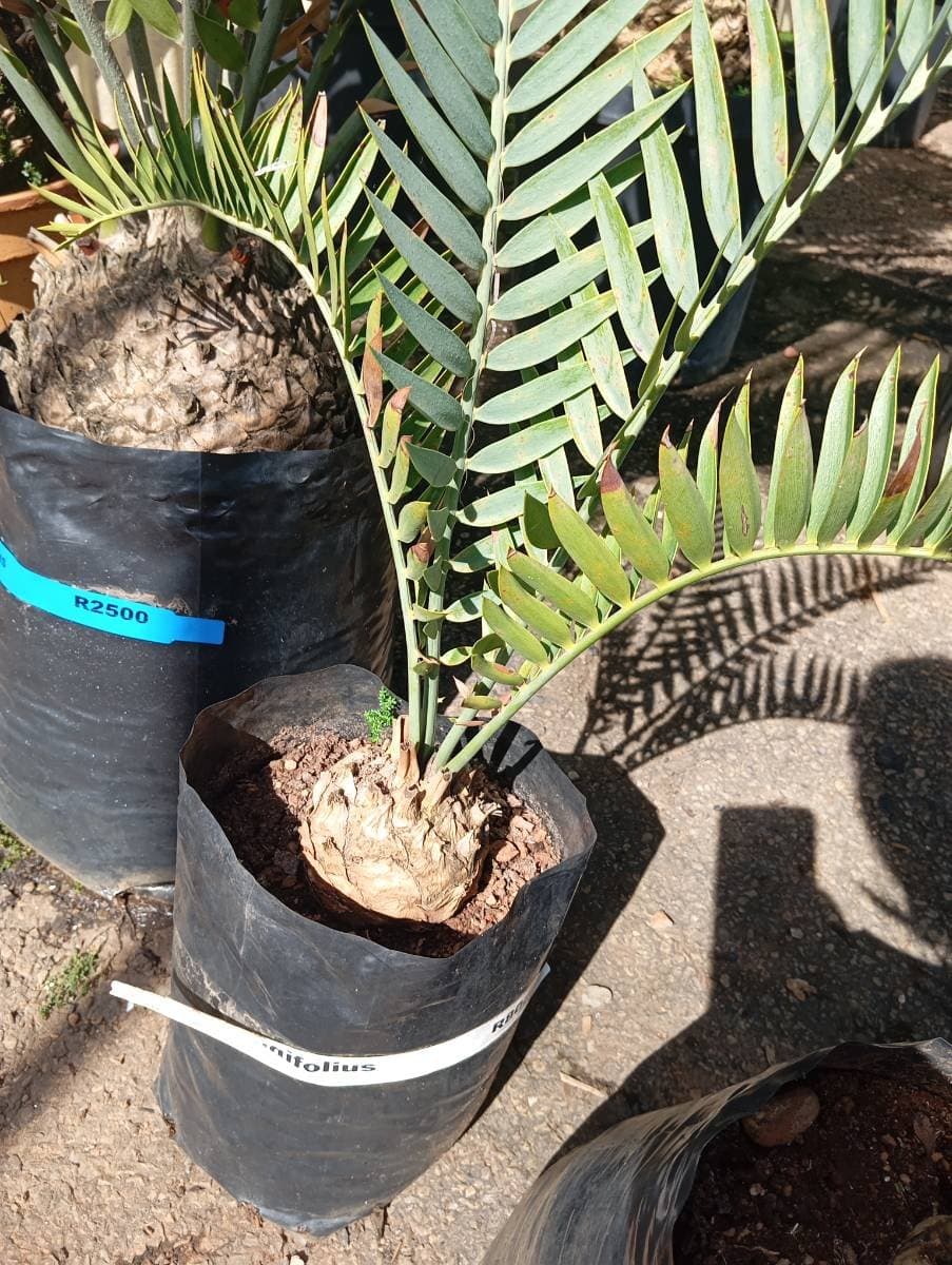 Encephalartos longifolius