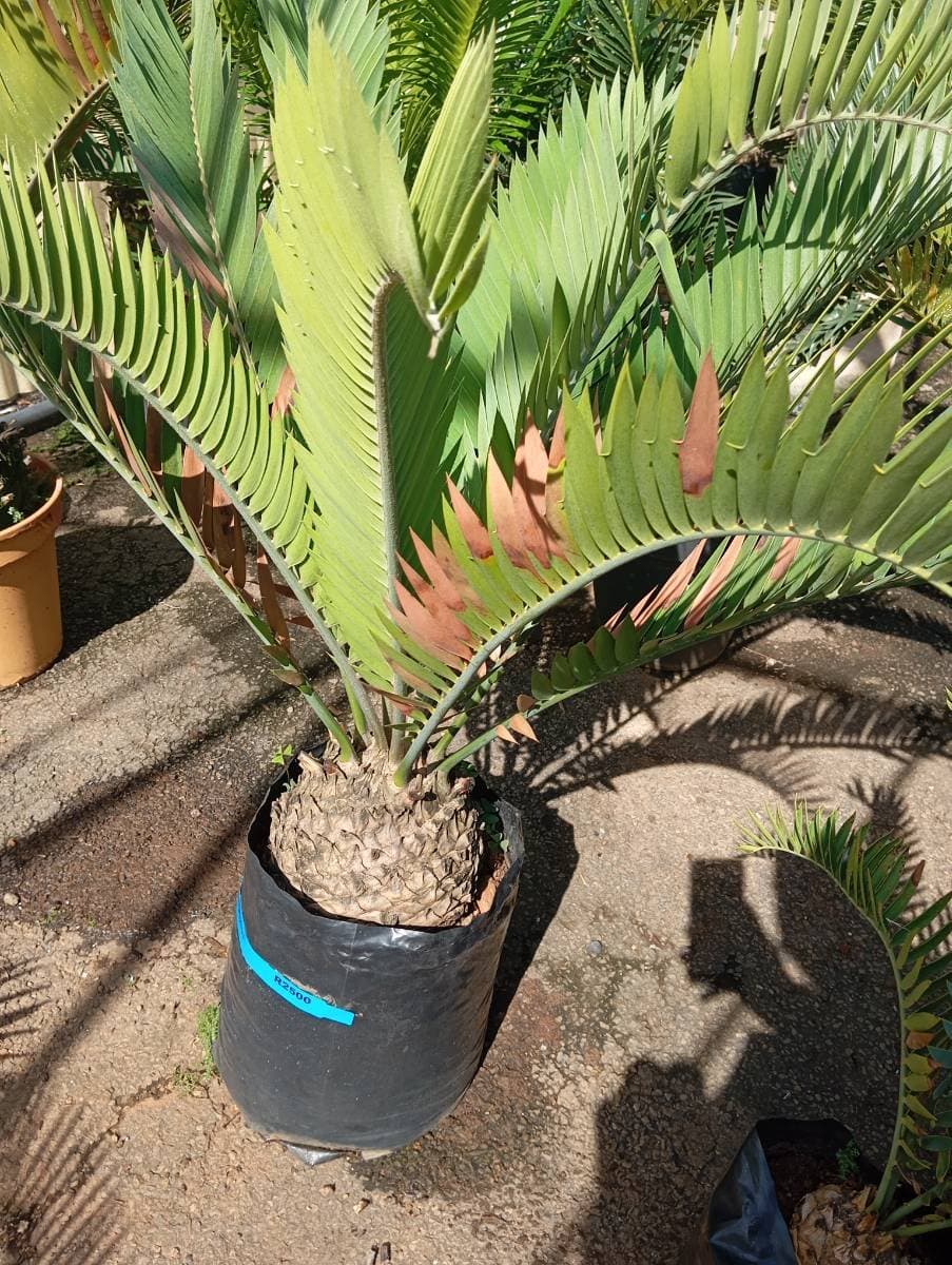 Encephalartos longifolius